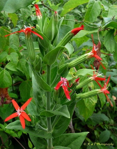 {Silene regia}
